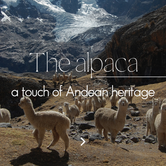 The alpaca: a touch of Andean heritage